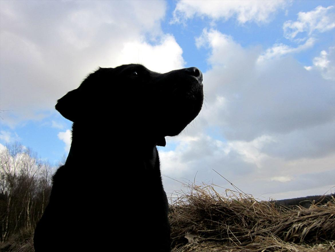 Labrador retriever Luna billede 11