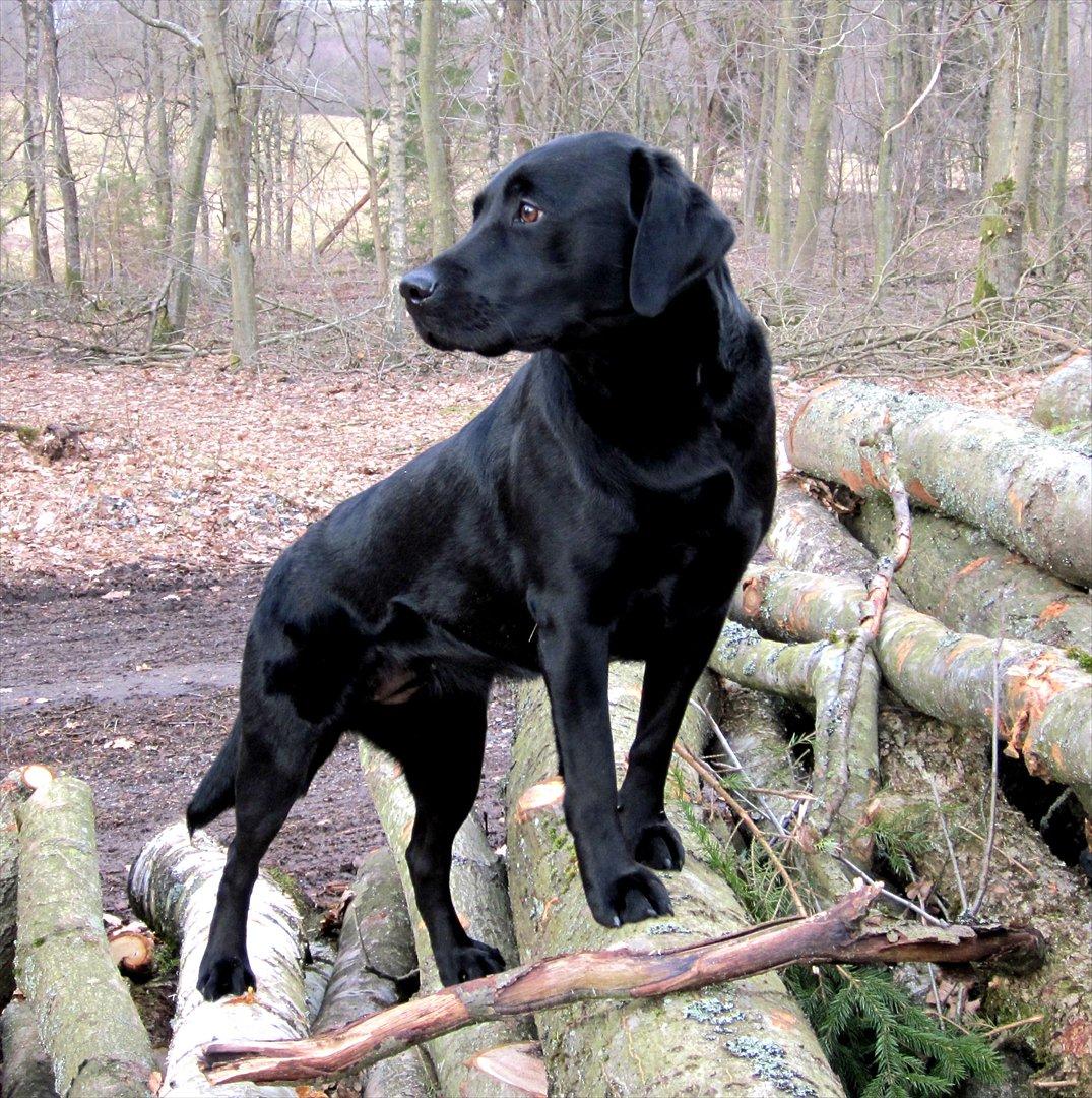 Labrador retriever Luna billede 12