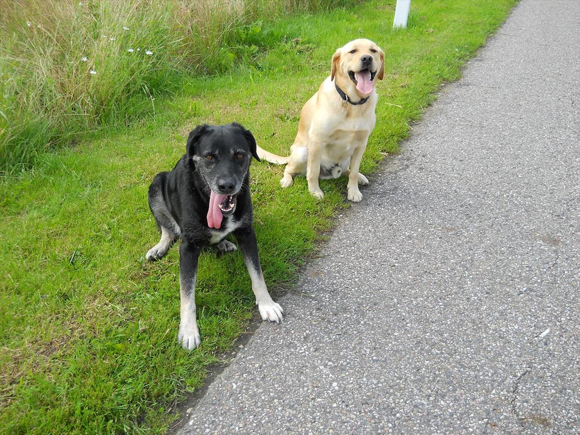 Blanding af racer Labrador retriever + Golden retriever Niels (BV) - Niels bedste ven Charmeur :D billede 14