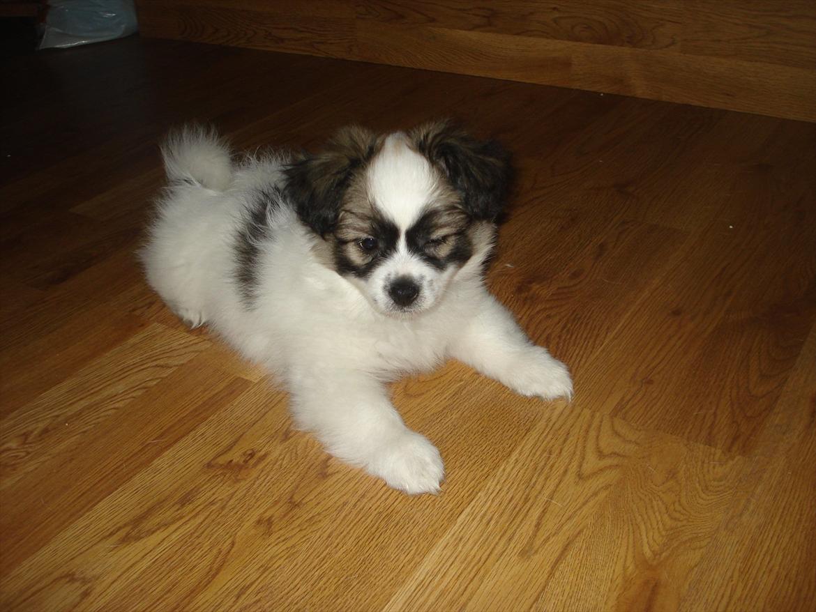 Papillon Nuser - er jeg ikke bare dejlig billede 2