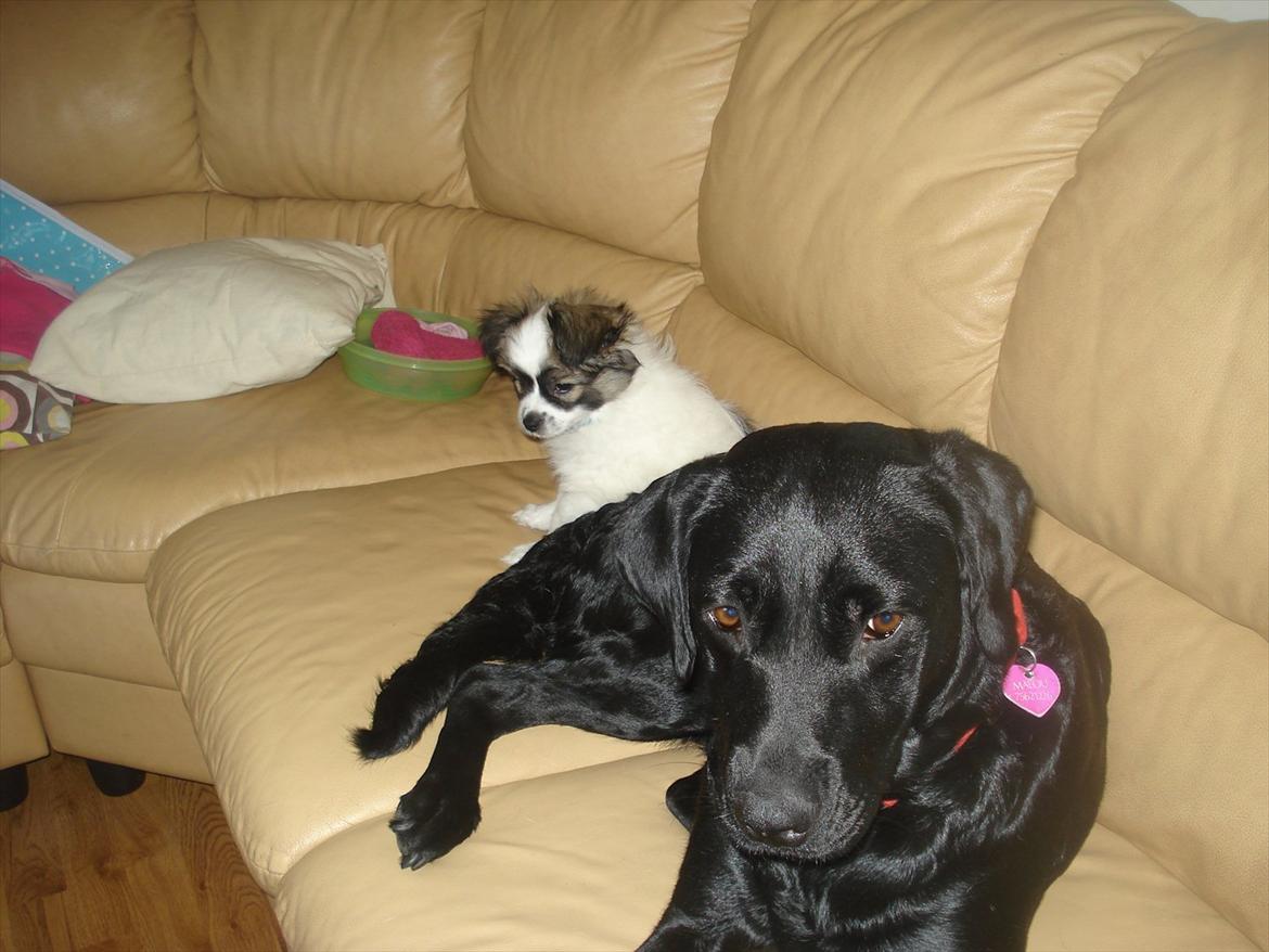 Papillon Nuser billede 3