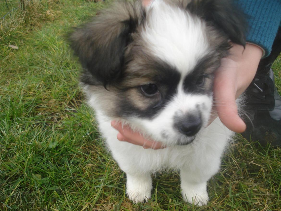 Papillon Nuser billede 4