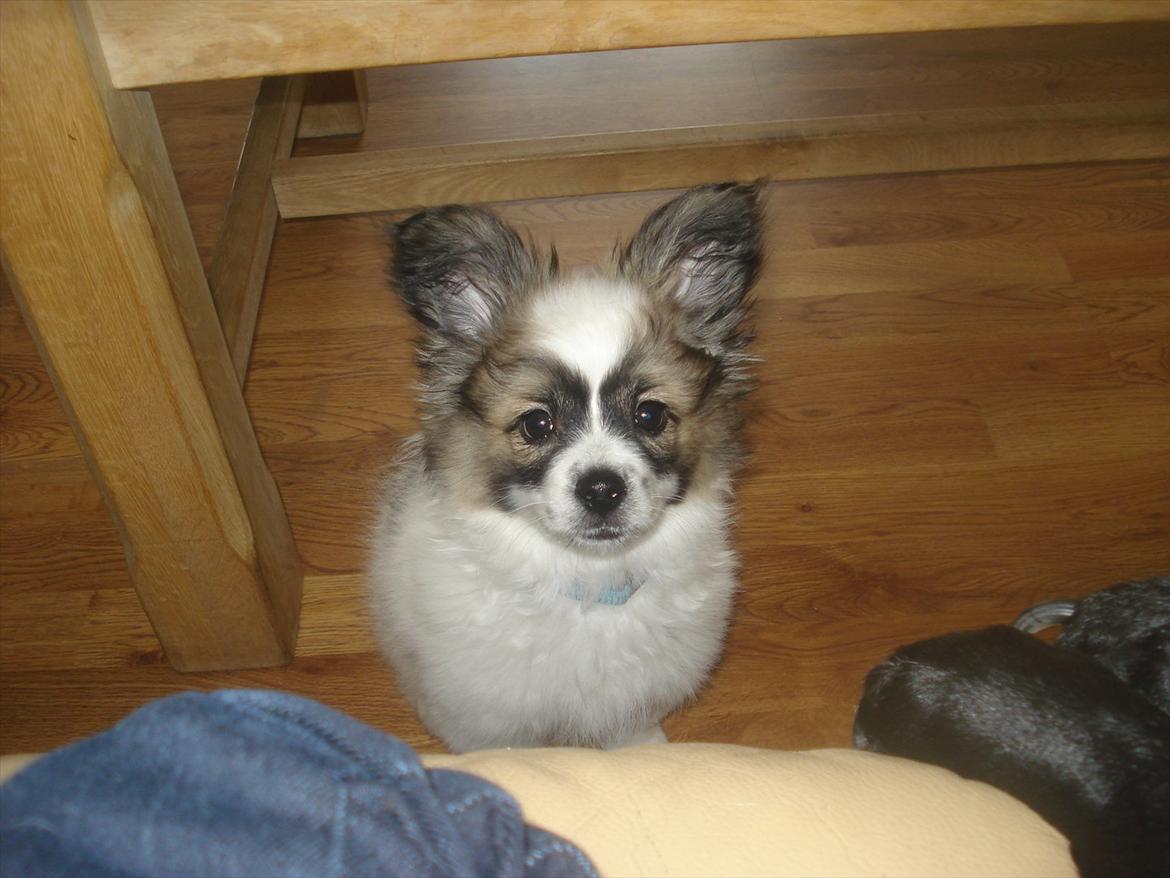 Papillon Nuser billede 5