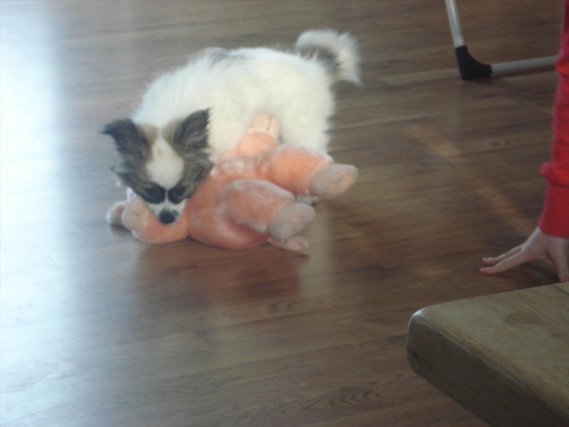 Papillon Nuser - det er nuser,s, grise bamse han elsker den billede 6