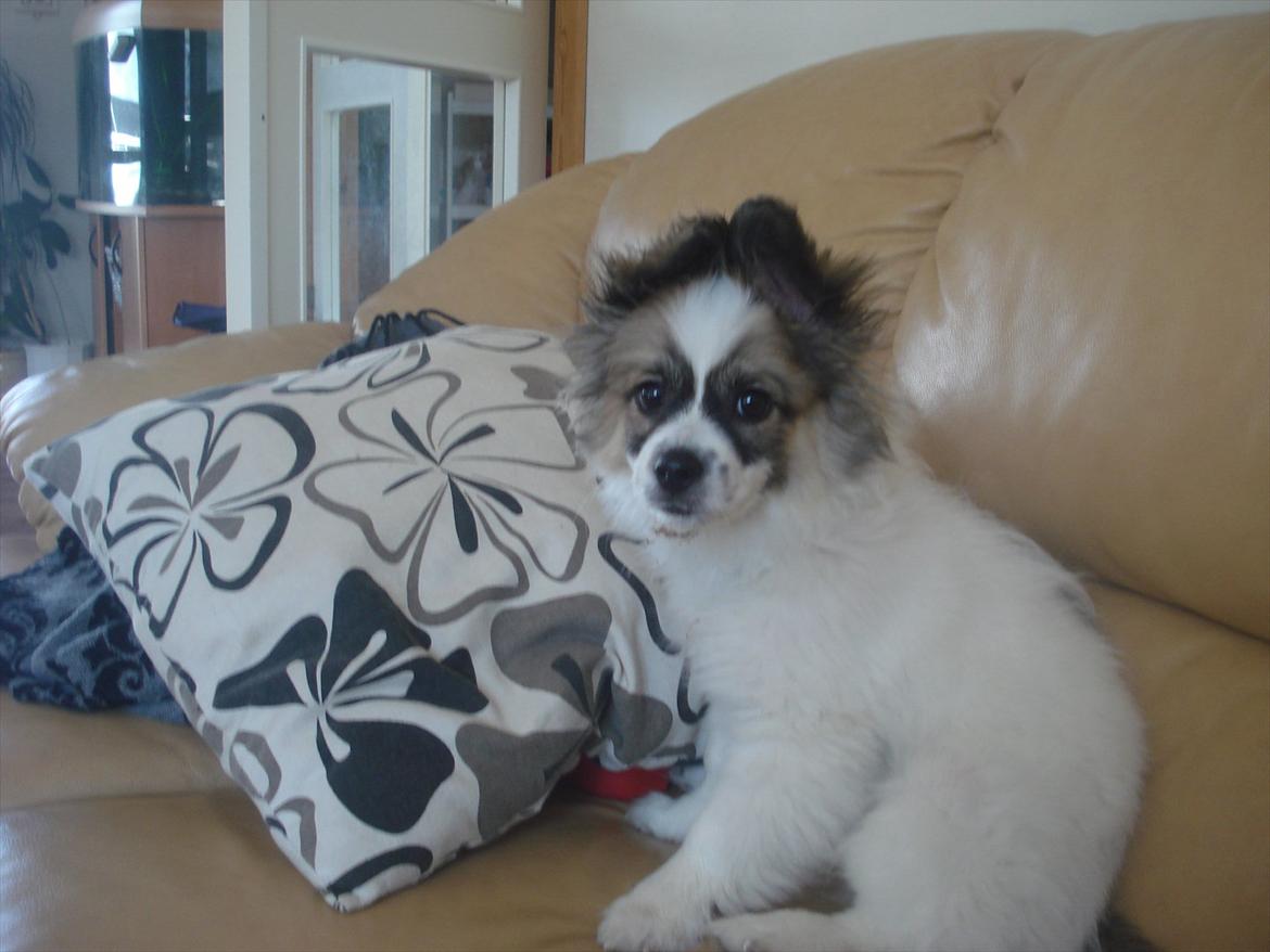 Papillon Nuser billede 7