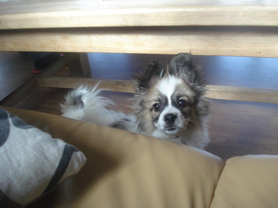 Papillon Nuser billede 8