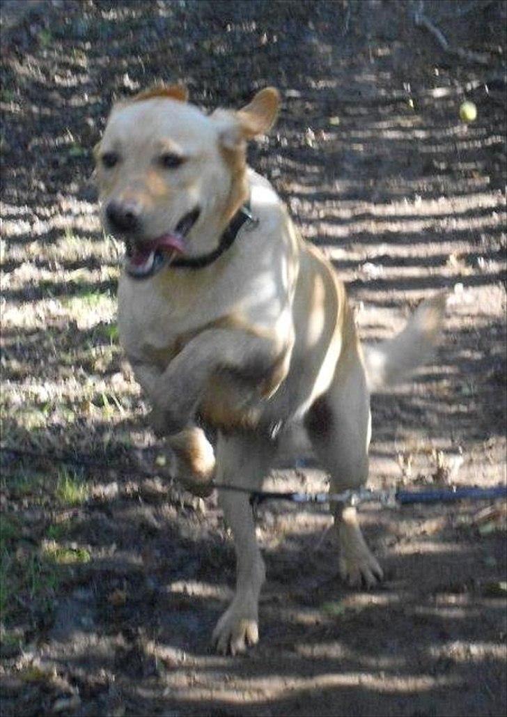 Blanding af racer Labrador retriever + Golden retriever Niels (BV) - Niels Springer :D billede 15