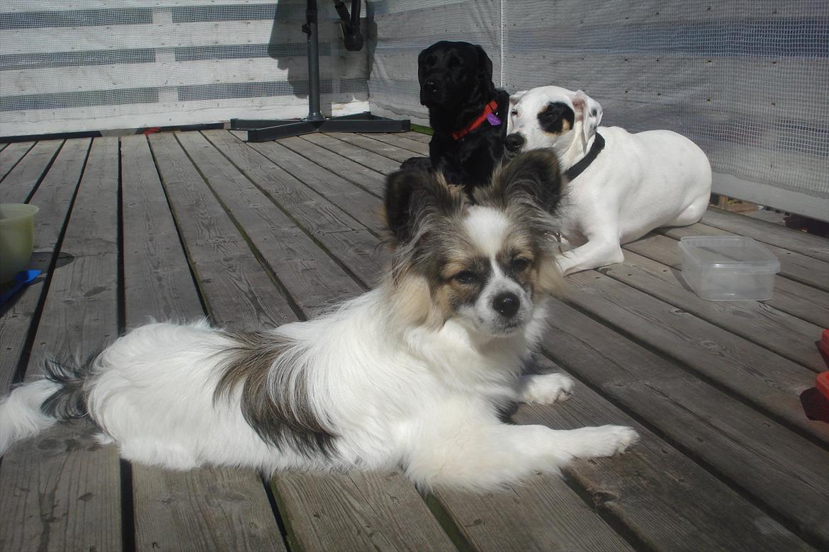 Papillon Nuser - er hundene omme bag ham ikke søde billede 9