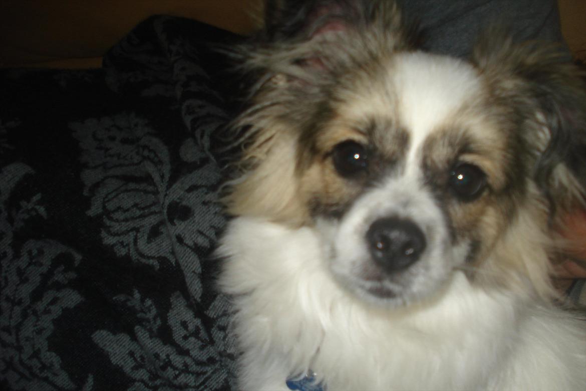 Papillon Nuser billede 10