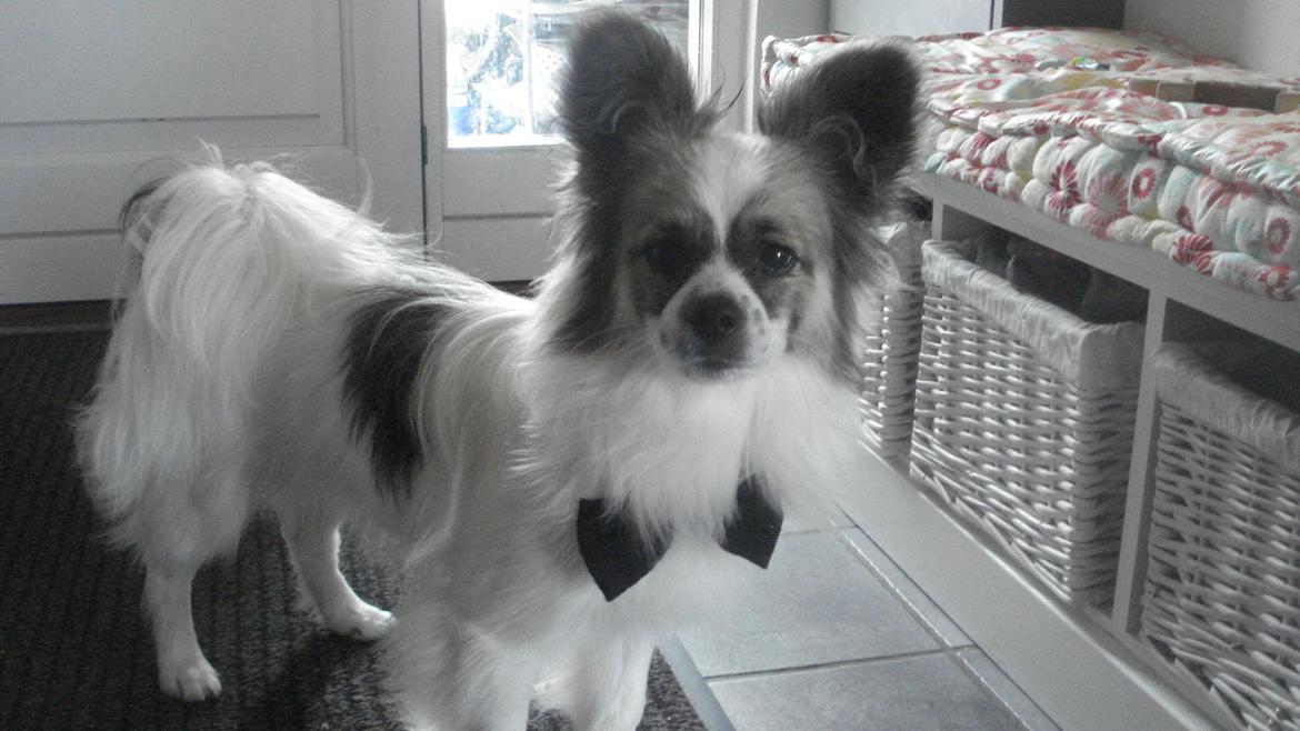 Papillon Nuser billede 11