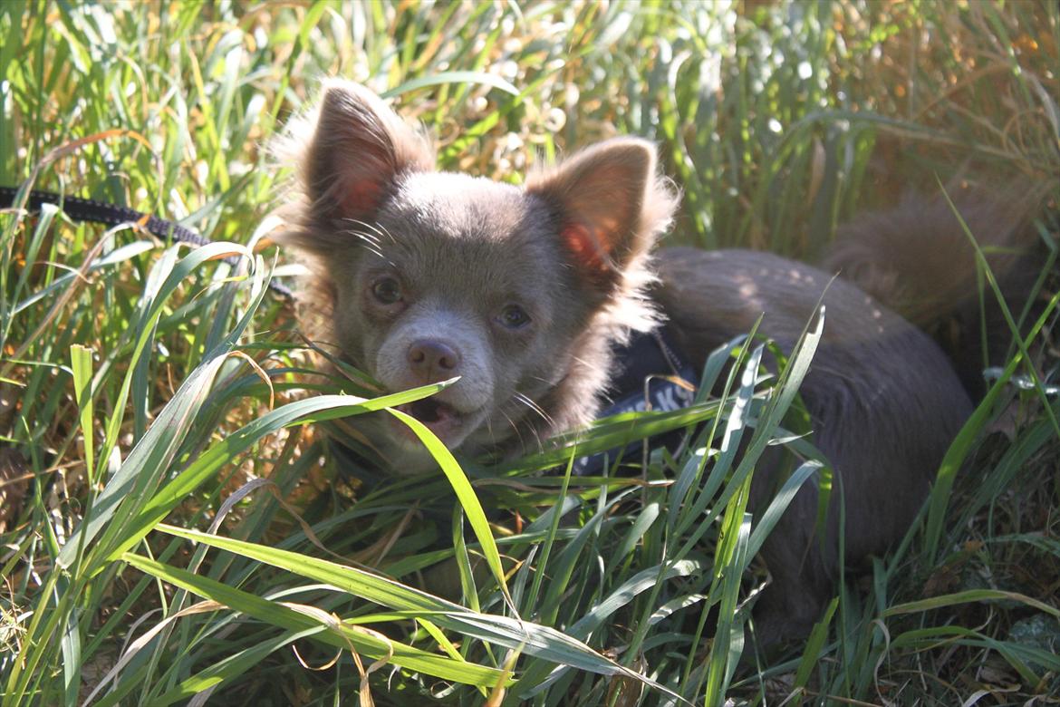 Chihuahua Laika "Min Egen Hundebasse" - Det er jo næsten en helt jungle til lille søde Laika :D! ://Foto af: Astrid billede 6