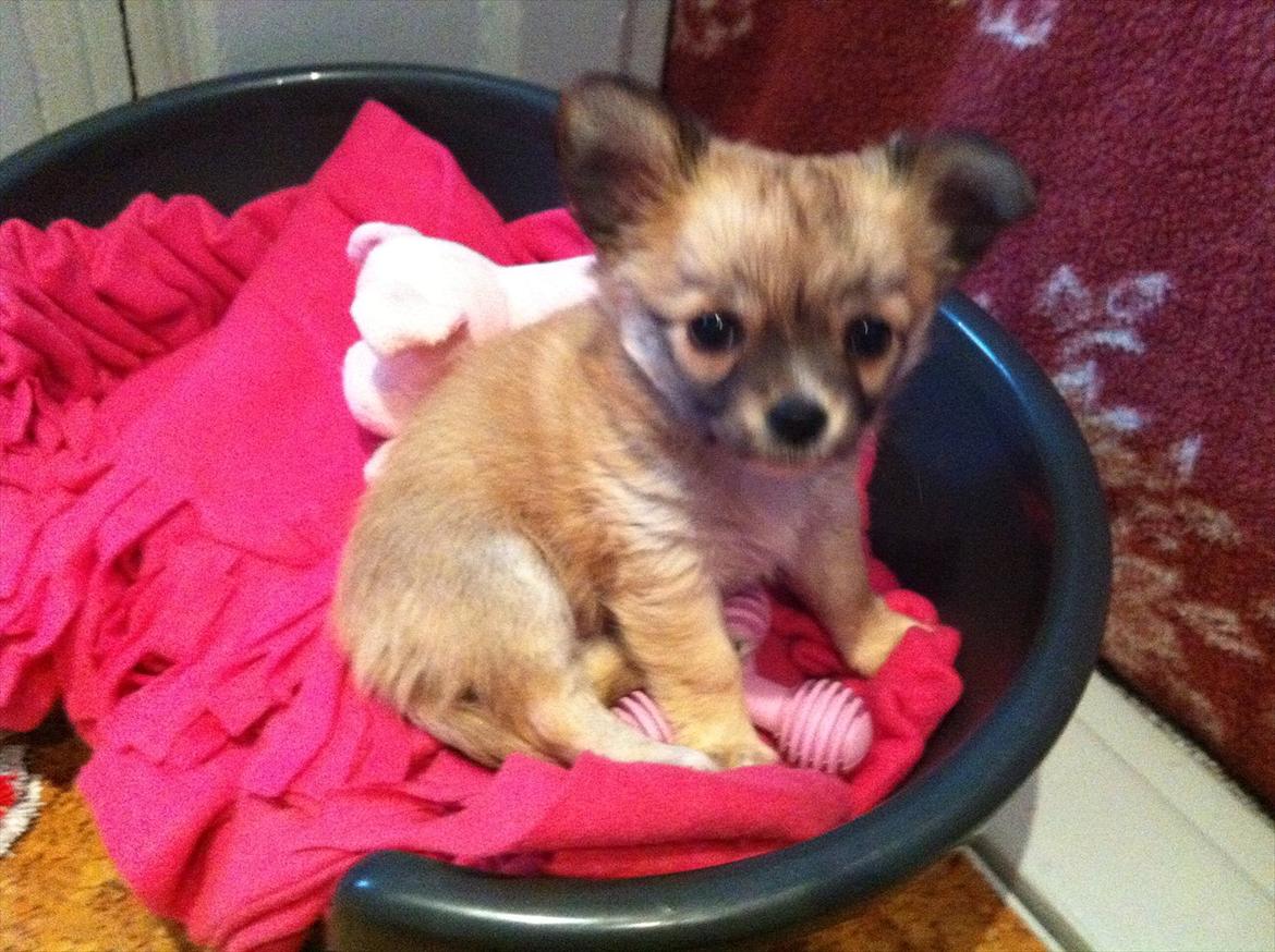 Chihuahua Gucci/Lutter - For første gang i kurven <3 
8 uger ! billede 17