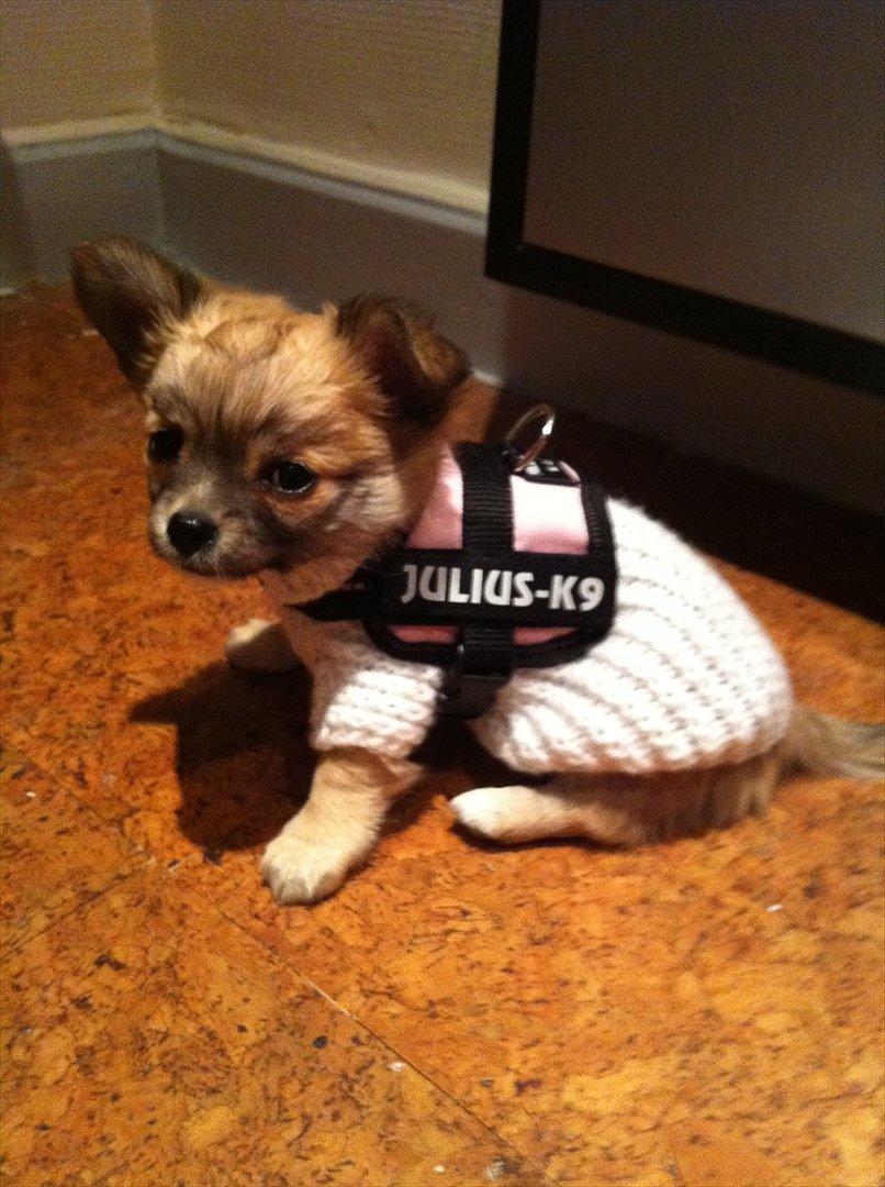 Chihuahua Gucci/Lutter - Så er hun klar til at komme ud i aften-kulden <3  
8 uger !  billede 16