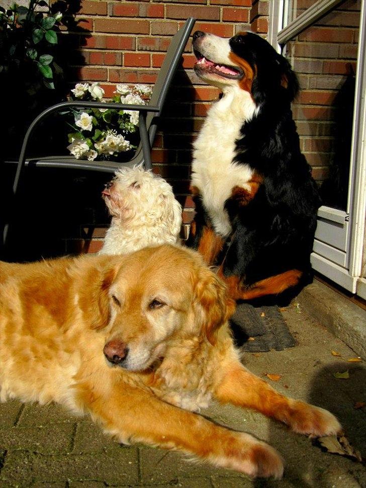 Golden retriever bonnie billede 6