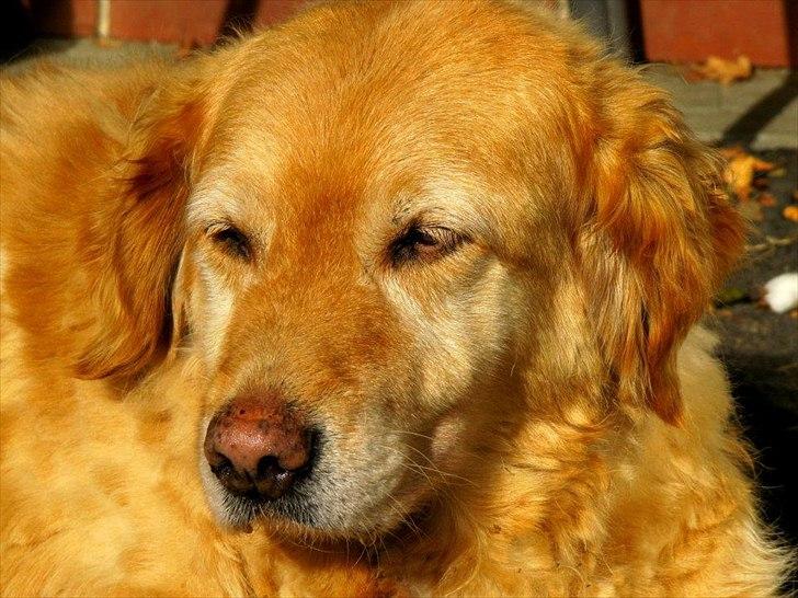 Golden retriever bonnie billede 1