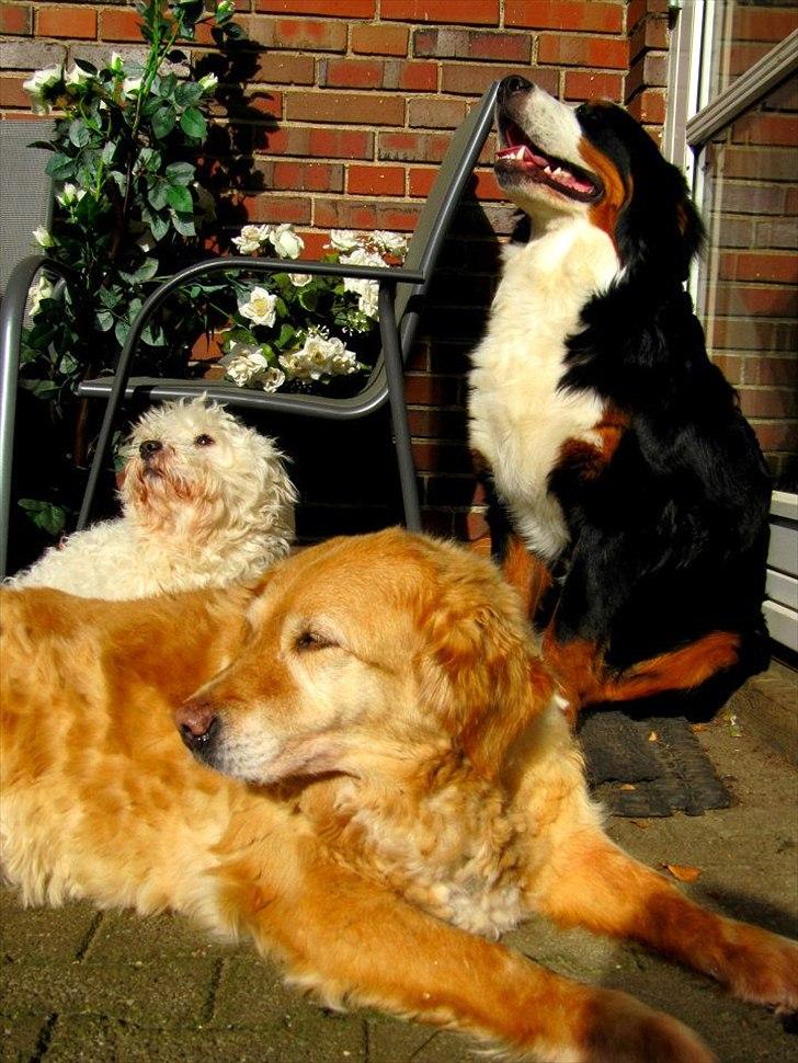 Golden retriever bonnie billede 2