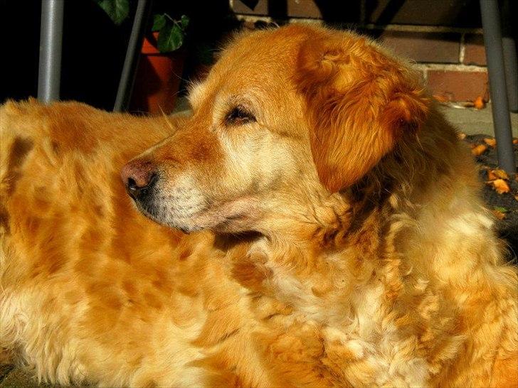Golden retriever bonnie billede 11