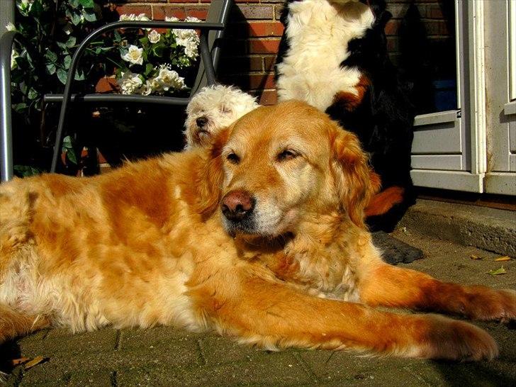 Golden retriever bonnie billede 14