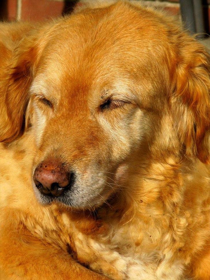 Golden retriever bonnie billede 4