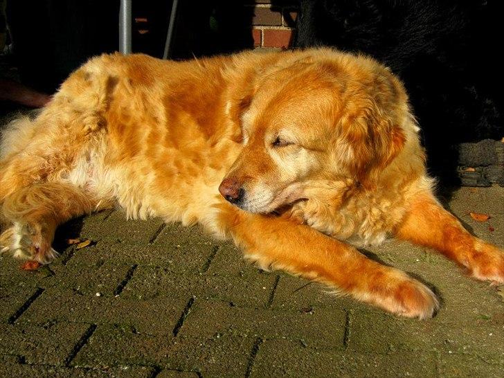 Golden retriever bonnie billede 12