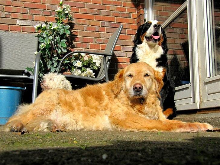 Golden retriever bonnie billede 7