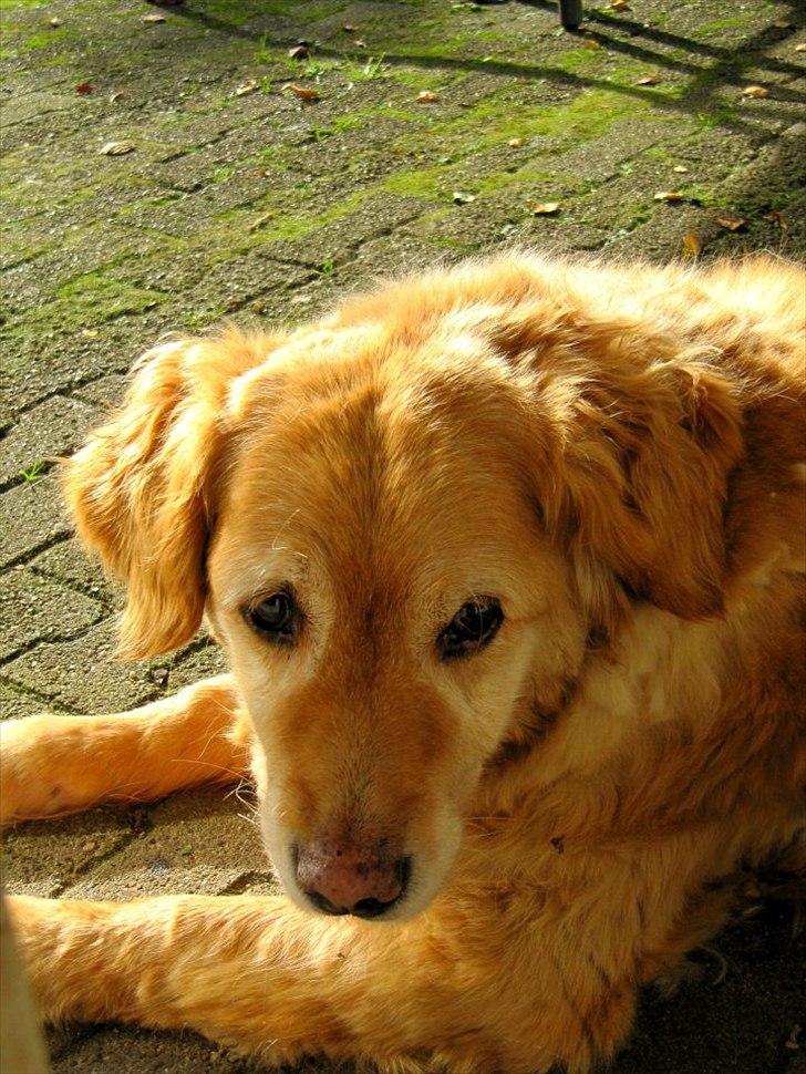 Golden retriever bonnie billede 9