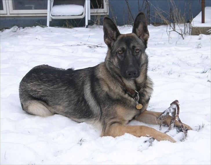Schæferhund Hajen´s Rosin (Rosco) billede 1