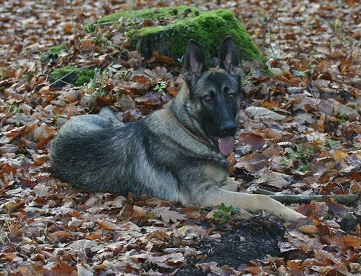 Schæferhund Hajen´s Rosin (Rosco) billede 2