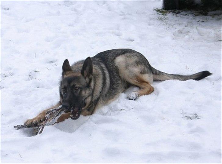 Schæferhund Hajen´s Rosin (Rosco) billede 3