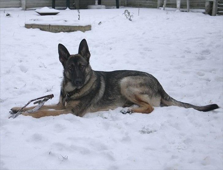 Schæferhund Hajen´s Rosin (Rosco) billede 4