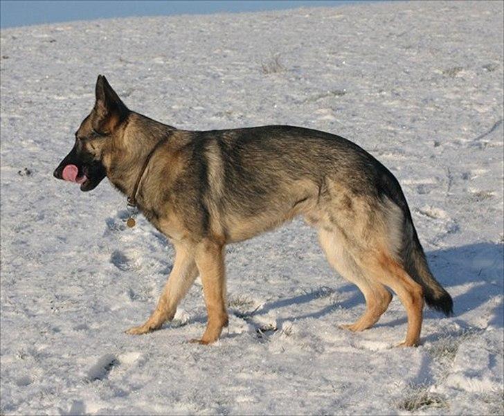 Schæferhund Hajen´s Rosin (Rosco) billede 5