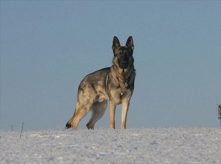 Schæferhund Hajen´s Rosin (Rosco) billede 6