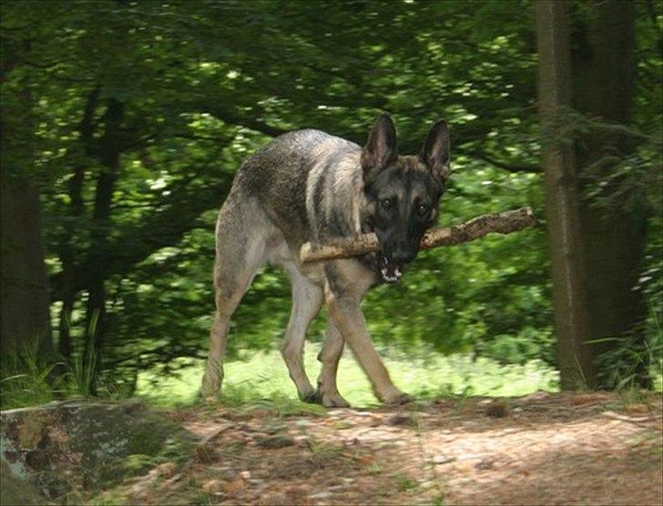 Schæferhund Hajen´s Rosin (Rosco) billede 7
