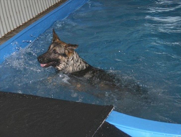 Schæferhund Hajen´s Rosin (Rosco) billede 8