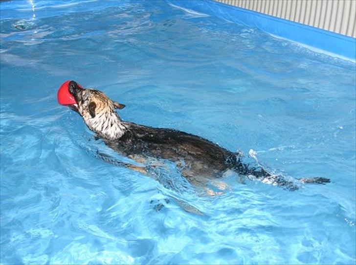 Schæferhund Hajen´s Rosin (Rosco) billede 9