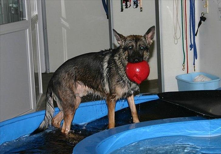 Schæferhund Hajen´s Rosin (Rosco) billede 10