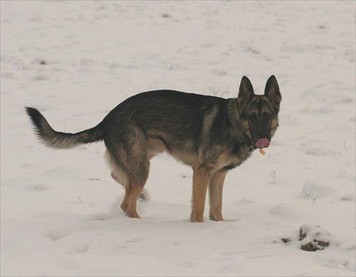 Schæferhund Hajen´s Rosin (Rosco) billede 11