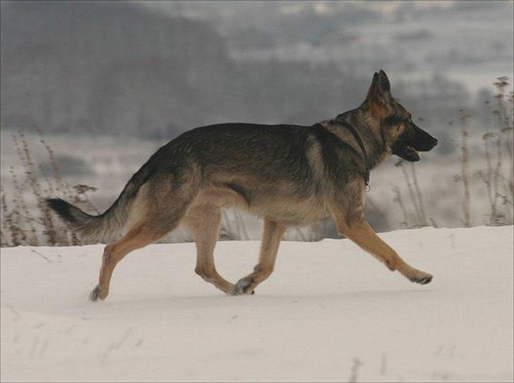 Schæferhund Hajen´s Rosin (Rosco) billede 12
