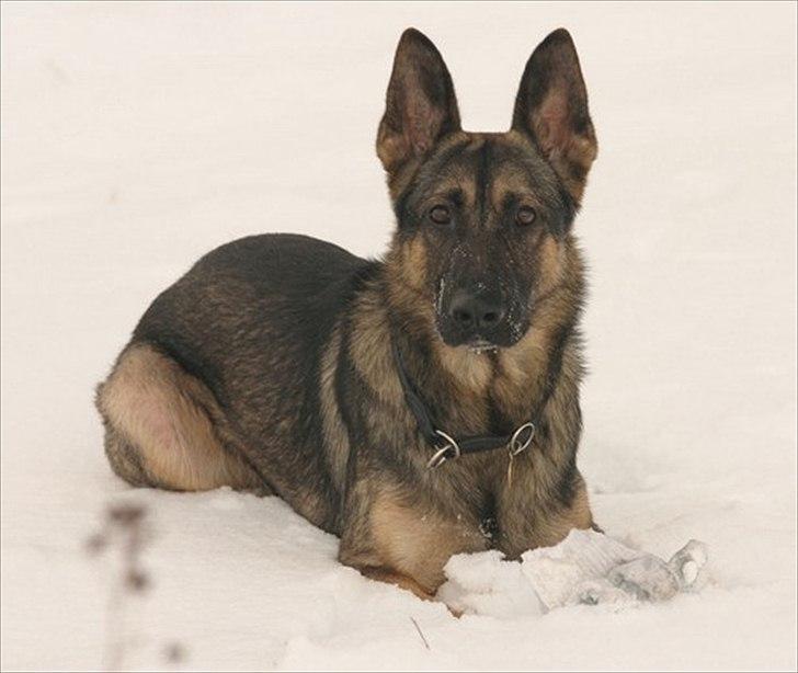 Schæferhund Hajen´s Rosin (Rosco) billede 13