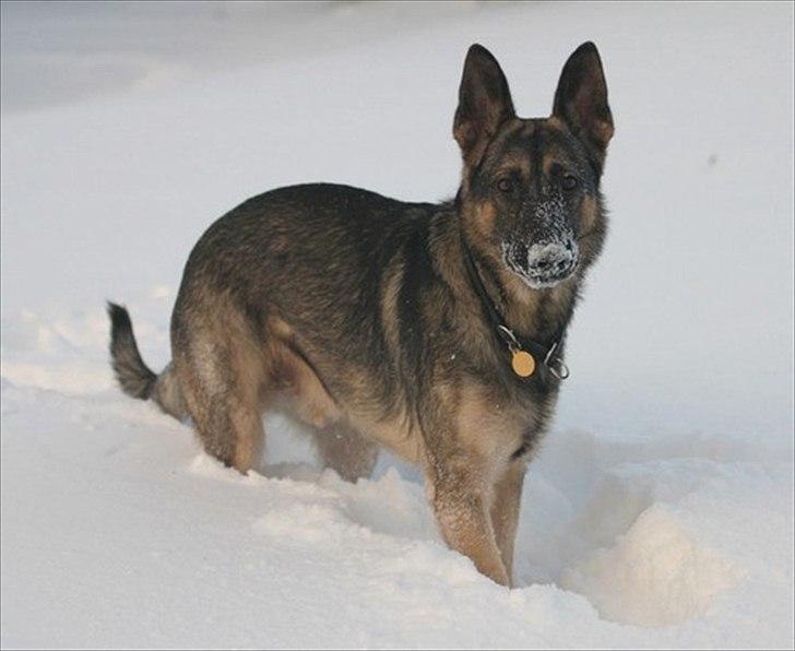 Schæferhund Hajen´s Rosin (Rosco) billede 14