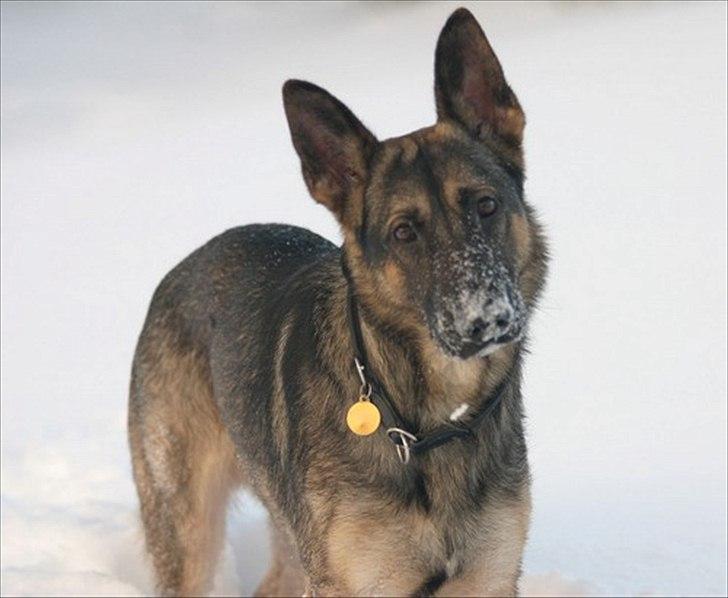 Schæferhund Hajen´s Rosin (Rosco) billede 15