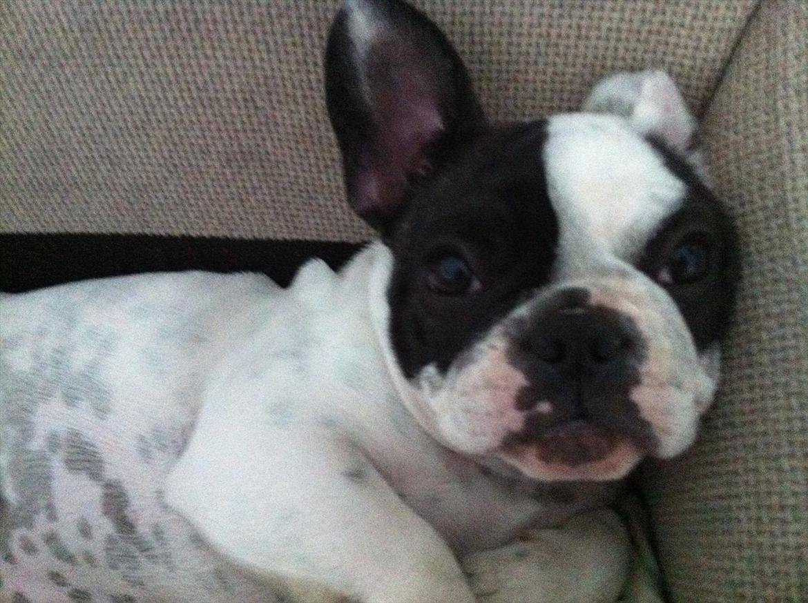 Fransk bulldog Lancomes Frederikke aka Alba - 17 uger billede 11