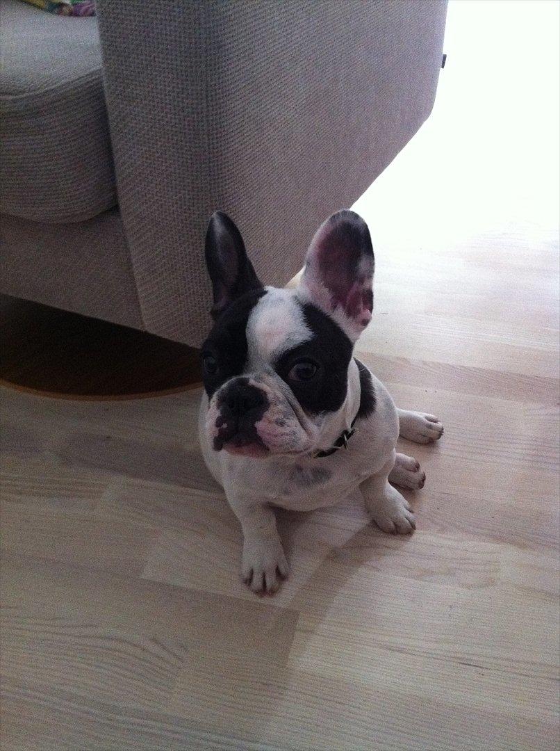 Fransk bulldog Lancomes Frederikke aka Alba - 18 uger billede 12