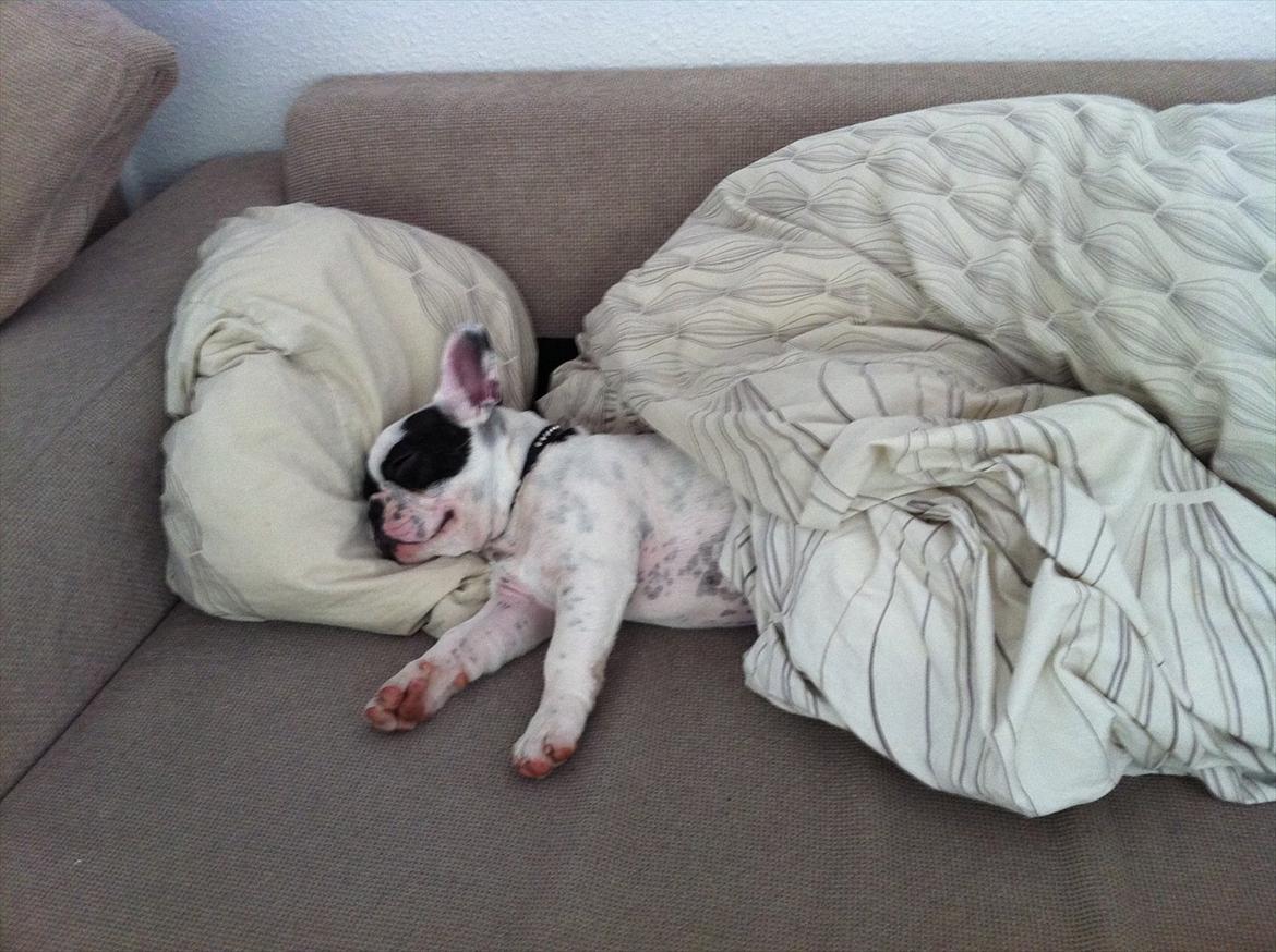 Fransk bulldog Lancomes Frederikke aka Alba - 18 uger billede 13