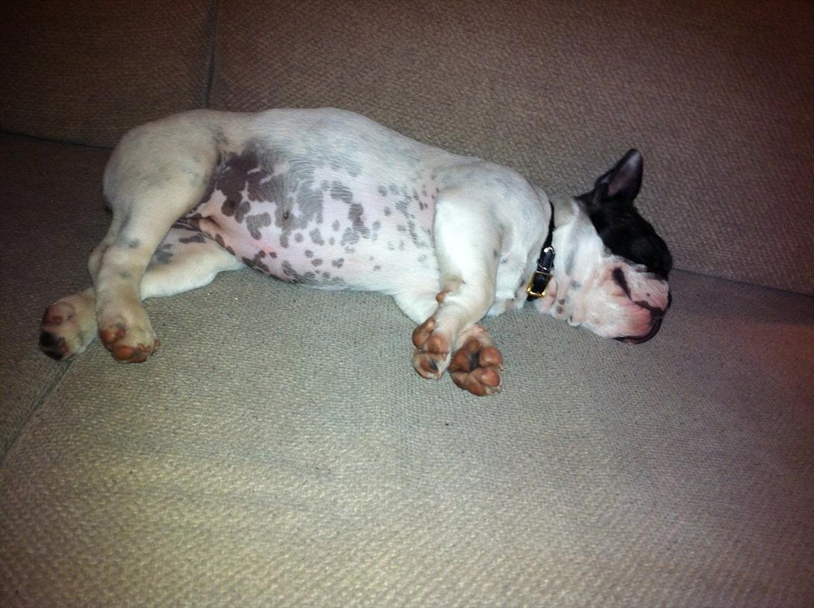 Fransk bulldog Lancomes Frederikke aka Alba - 18 uger billede 14