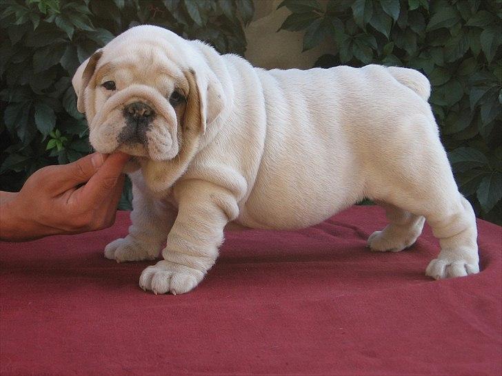 Engelsk bulldog Augusta billede 1