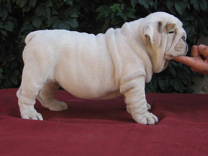 Engelsk bulldog Augusta billede 2