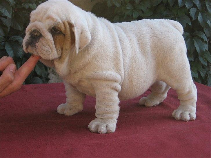 Engelsk bulldog Augusta billede 3