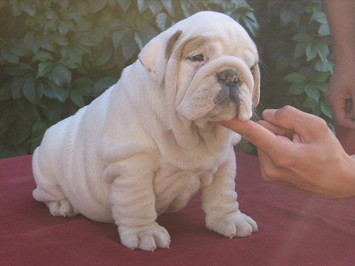 Engelsk bulldog Augusta billede 4