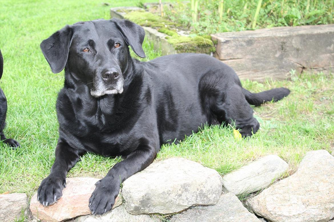 Labrador retriever Coco [Himmelhund] billede 1